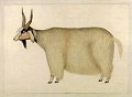 Kashmir Goat
